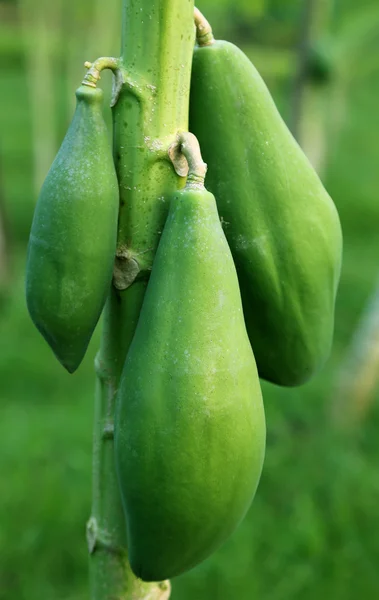 Mamão verde na planta — Fotografia de Stock