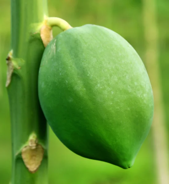 Mamão verde na planta — Fotografia de Stock