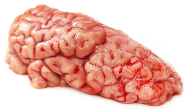 Brain of a cow — Stock Photo, Image