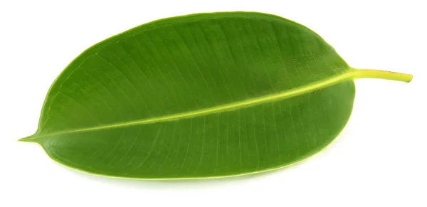 Groene blad van Rubber plant — Stockfoto