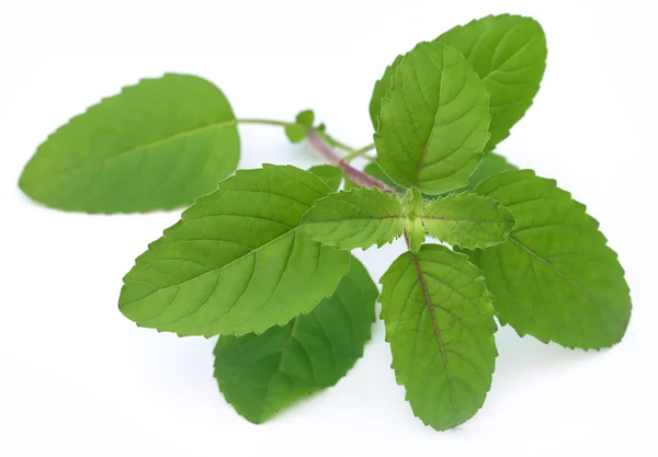 Folhas de tulsi vermelhas medicinais — Fotografia de Stock