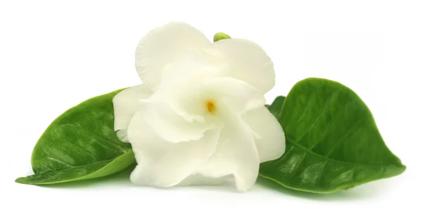 Floers Jasmine of Tagar bloem van Indische subcontinent — Stockfoto