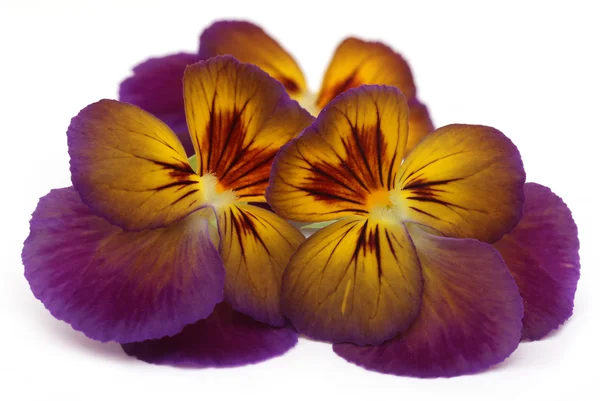 Viola blomma — Stockfoto