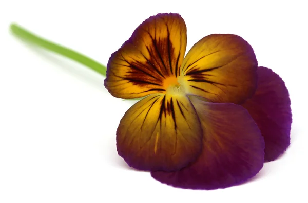 Viola blomma — Stockfoto