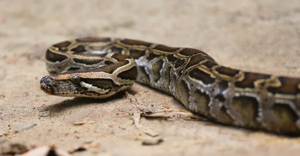 Burmesiska python på marken — Stockfoto