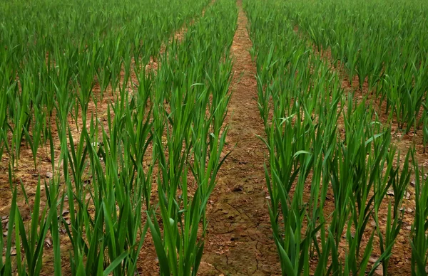 Campo de gladiolo — Foto de Stock