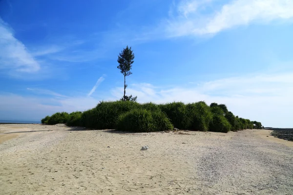 Vis forêt de pins dans l'île Saint-Martins — Photo