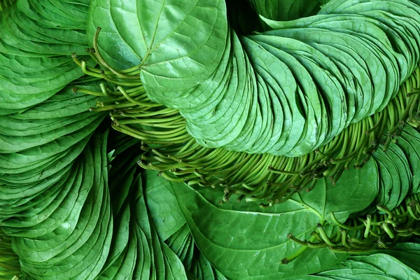 Betel leaf of Indian subcontinent — Stock Photo, Image