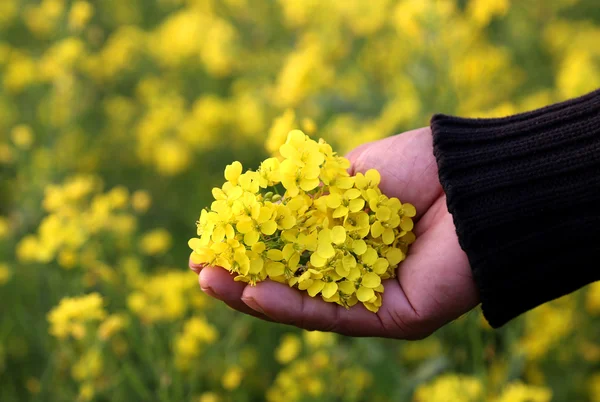 Hands holding mustard flower — Stock Photo, Image
