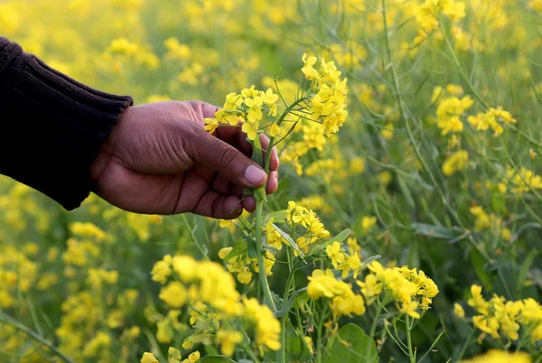 Manos sosteniendo flor de mostaza — Foto de Stock