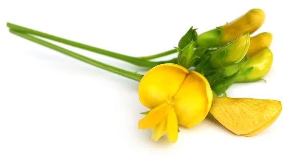 Flor de guisante medicinal — Foto de Stock