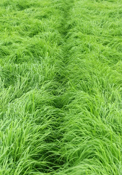 Green Grass — Stock Photo, Image