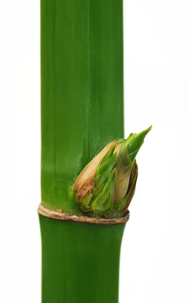 Bambu verde sobre fundo branco — Fotografia de Stock