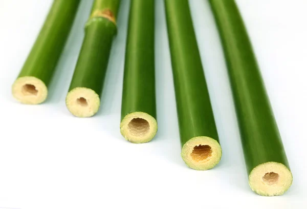 Bambu verde sobre fundo branco — Fotografia de Stock