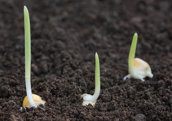 Corn sprouts germination — Stock Photo, Image