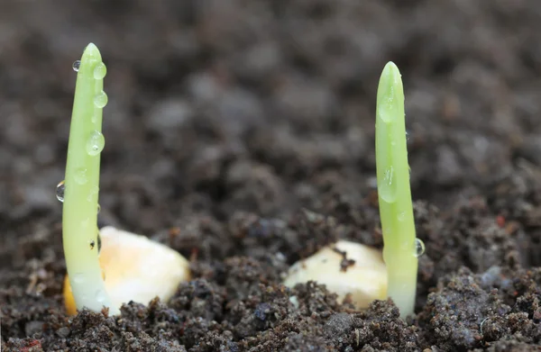 Corn sprouts germination — Stock Photo, Image