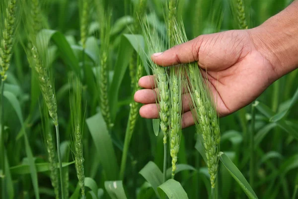 Green wheat field — Stock Photo, Image