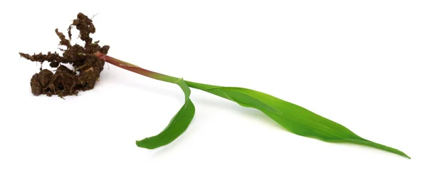 화이트에 옥수수 모 종 — 스톡 사진