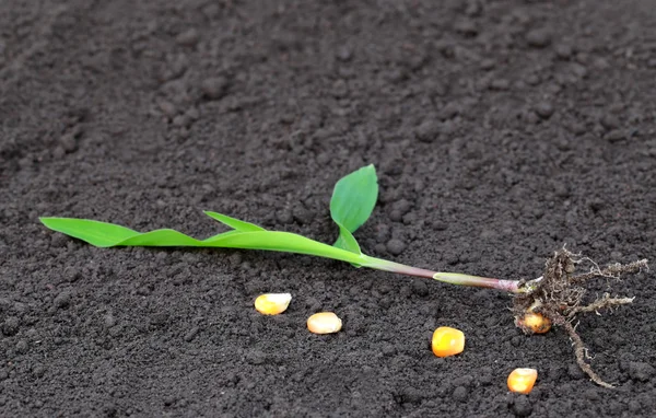 Corn seedling to plant — Stock Photo, Image