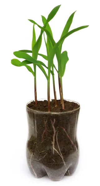 Corn seedling over white — Stock Photo, Image