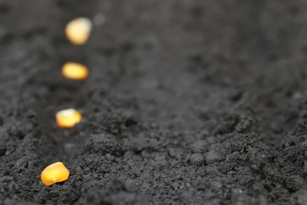 Planting green corn seeds — Stock Photo, Image