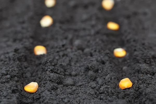 Planting green corn seeds — Stock Photo, Image