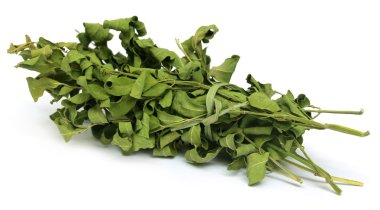 Kurutulmuş moringa bırakır