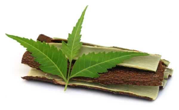 Hojas medicinales de neem con corteza de árbol — Foto de Stock