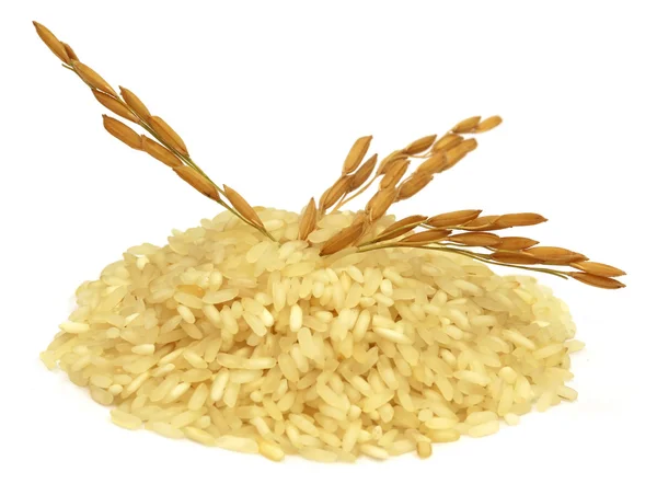 Graines de paddy doré au riz — Photo