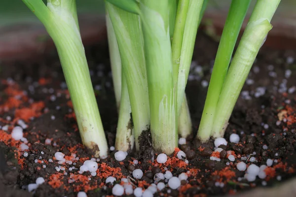 UI plant met kunstmest — Stockfoto