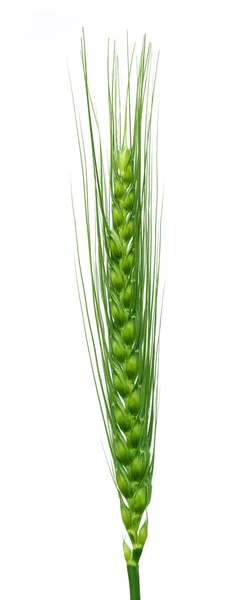 Grano verde su bianco — Foto Stock