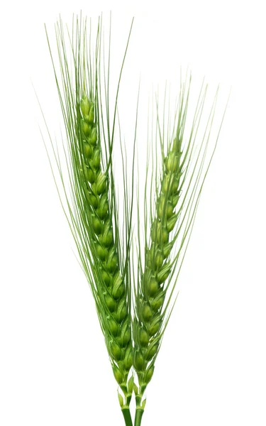白地に緑の小麦 — ストック写真
