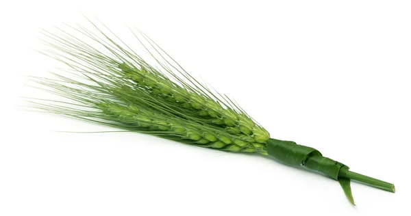 Zelená pšenice na bílém pozadí — Stock fotografie