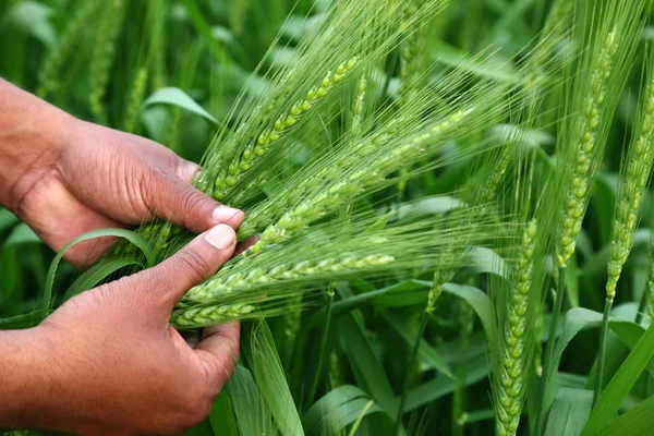 Hand holding green wheats — Stock Photo, Image