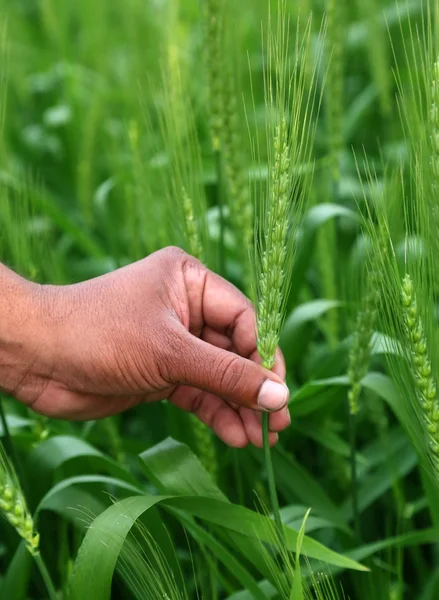 Hand holding green wheats — Stock Photo, Image