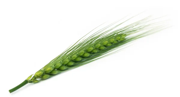 Trigo verde sobre branco — Fotografia de Stock