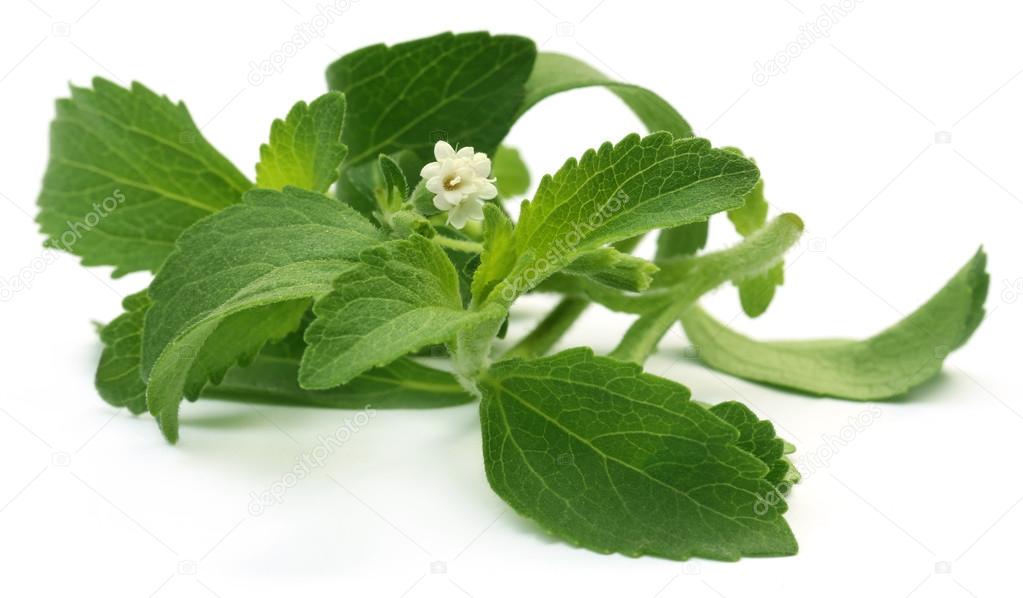 Stevia leaves with flower