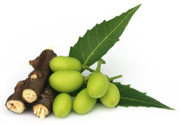 Frutos de neem medicinais com galhos — Fotografia de Stock