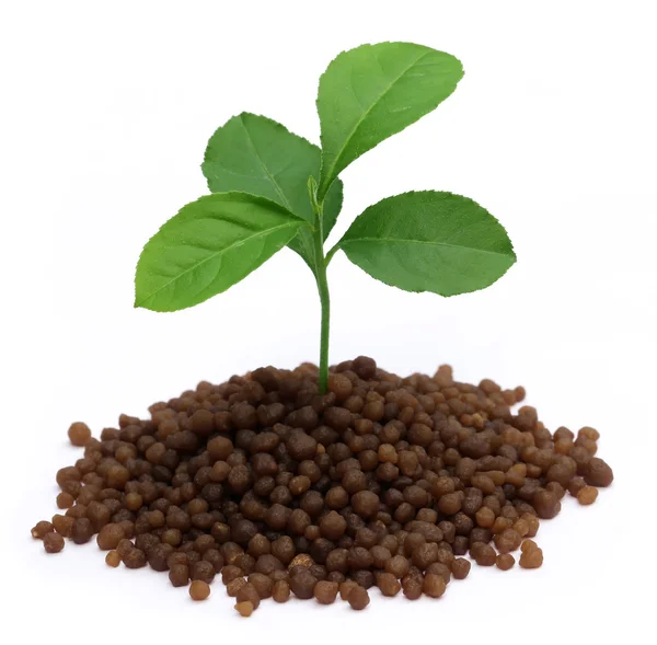 Planta em fertilizante fosfato de diamónio — Fotografia de Stock