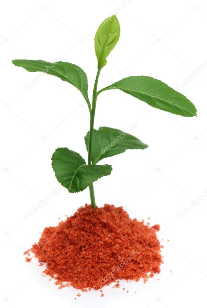 Plant in Muriate of potash fertilizer