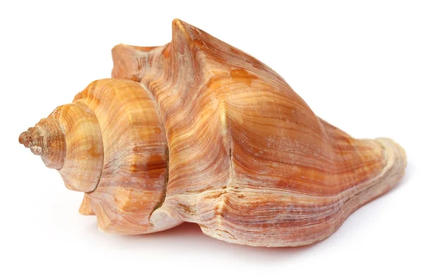 Concha de caracol — Foto de Stock