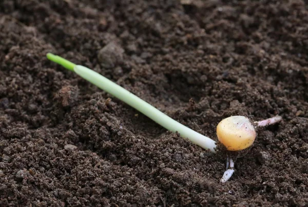 Corn seedling on fertile soil — Stock Photo, Image