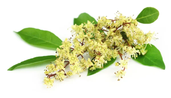 Hojas de henna con flor — Foto de Stock