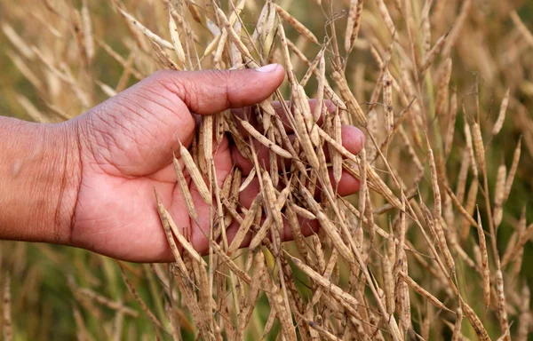 Hand holding golden mustard — Stock Photo, Image