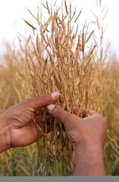 Handen met gouden mosterd peulen — Stockfoto