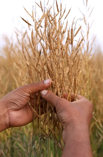 Handen met gouden mosterd peulen — Stockfoto