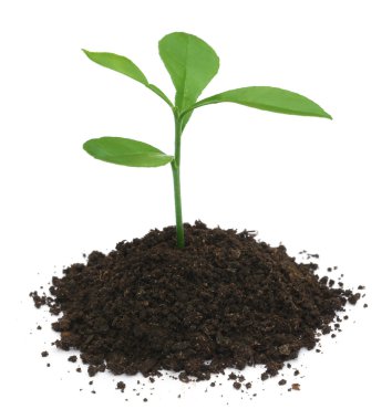 Bereketli toprakta bitki