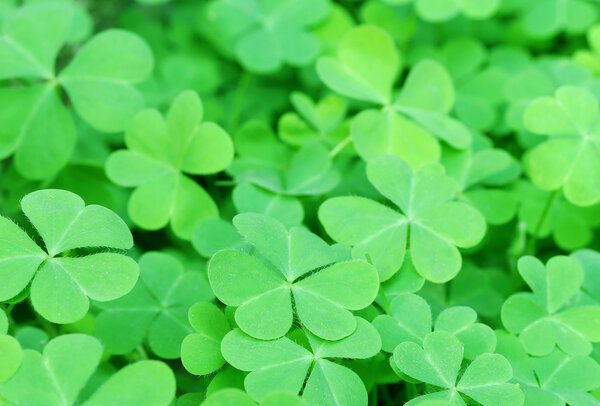 Зеленые листья клевера
