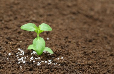 Holy basil plant in fertile soil with chemical fertilizer clipart