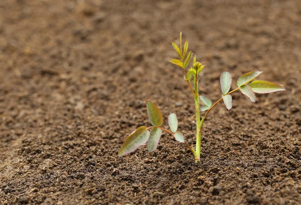 Rose plant in fertile soil — Stock Photo, Image